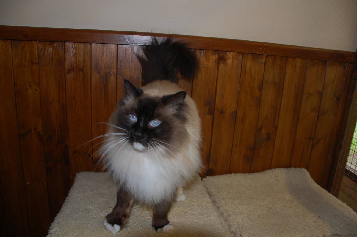 Wyncot Boarding Cattery
