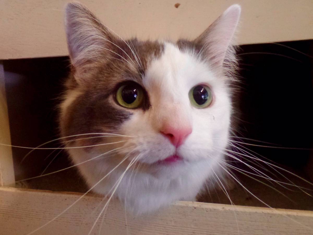 Happy cat