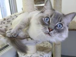 Elmtree Luxury Pet Hotel Boarding Cattery in London London