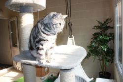 Cat activities at the Boarding Cattery