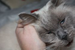 Exercise & Play in Boarding Cattery