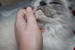 Cat grooming in the boarding cattery