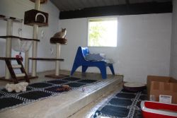 Cat welfare in Boarding Cattery