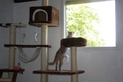 Cat perching up high in the boarding cattery