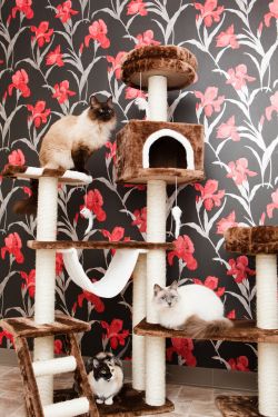 Cat scratching posts in the boarding cattery