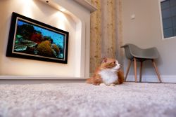 Cat activities at the Boarding Cattery