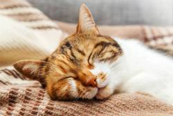 Cat Welfare in Boarding Cattery