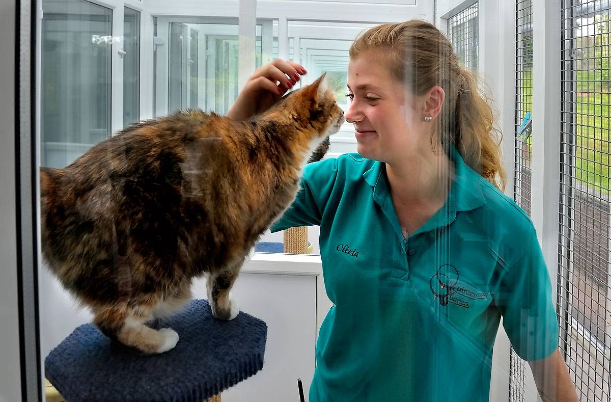 Quintessential Quarters Boarding Cattery