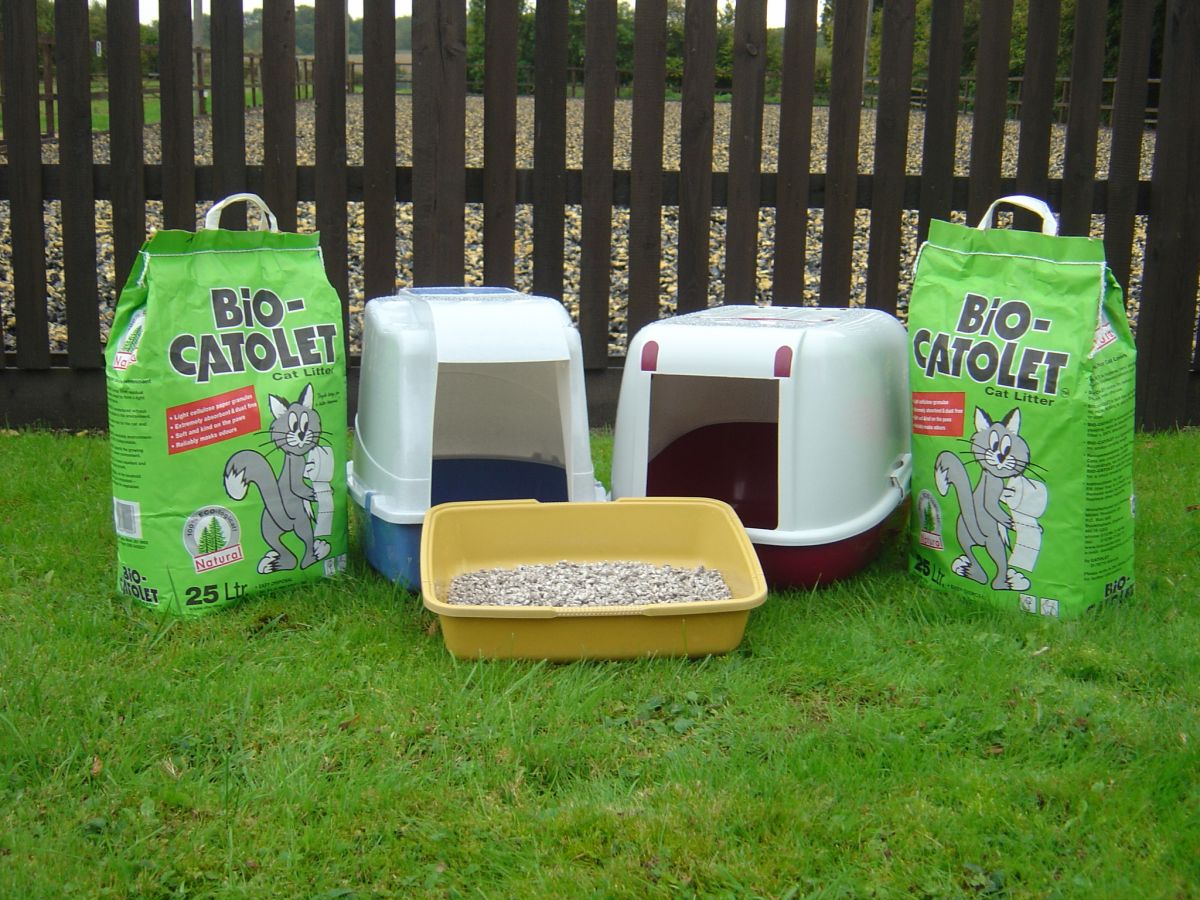 Best Cat Boarding Hertfordshire Best Cat Boarding Hertfordshire